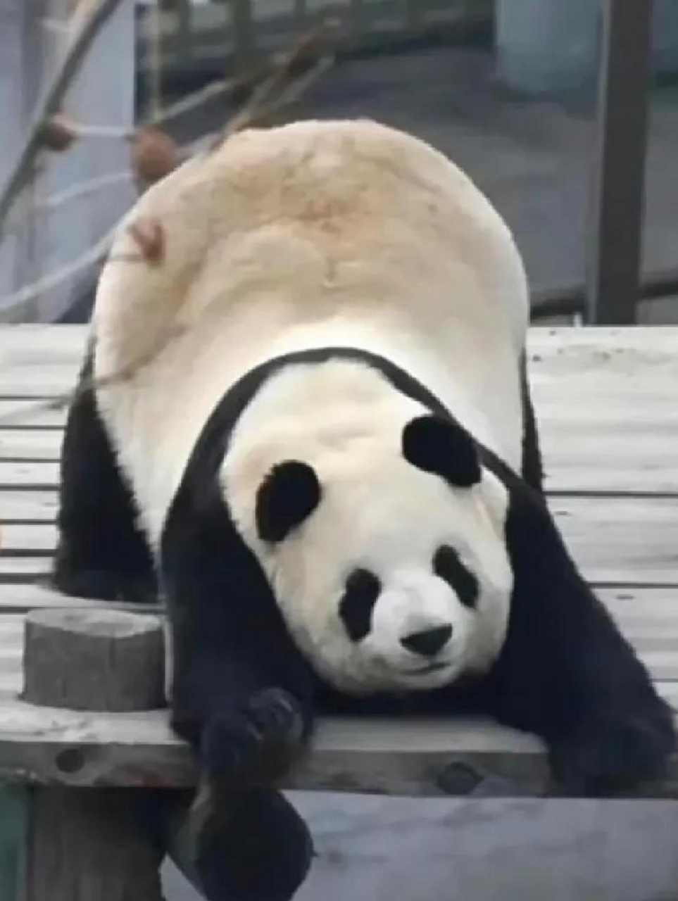 各有特色,表情还不同,不知为啥,熊猫似乎很习惯做此类动作