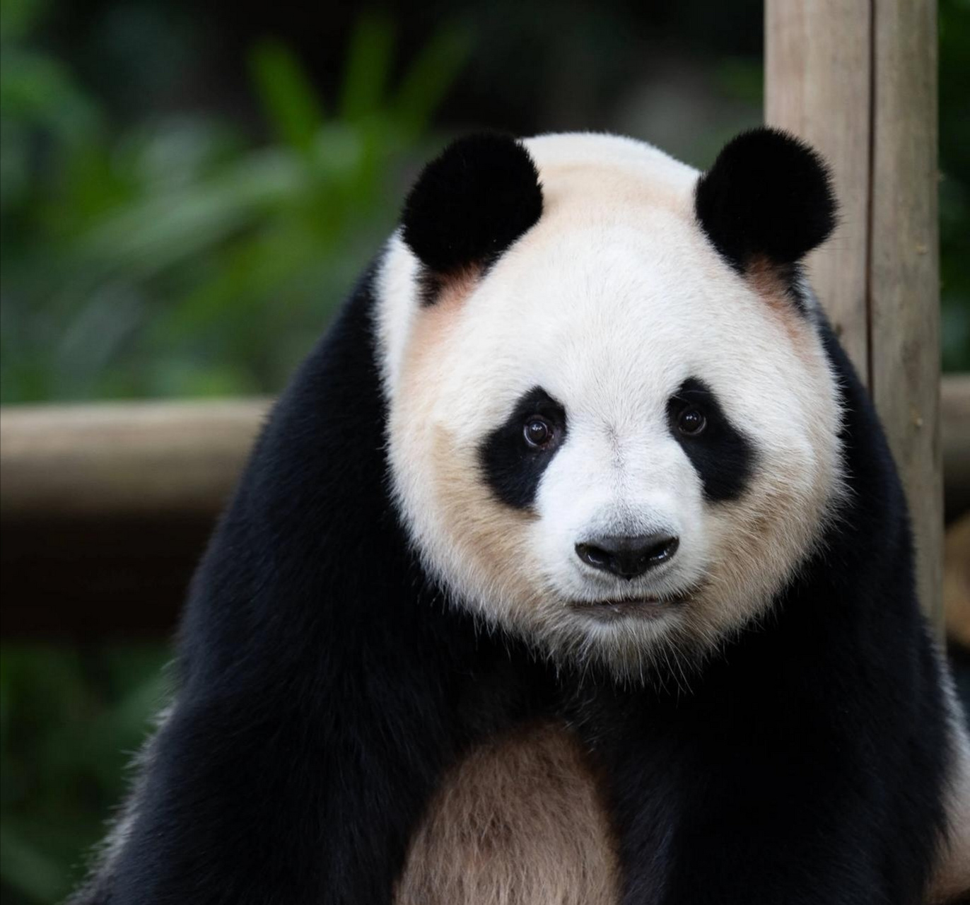 大熊猫园舟,与狗派掌门熊 圆润 是同母兄妹; 于茫茫图海中觅得一张小
