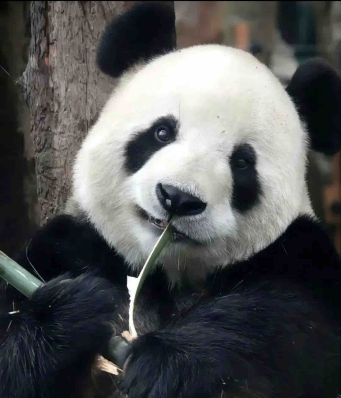 幼儿时期的飞云特别可爱,像毛绒玩具一样!