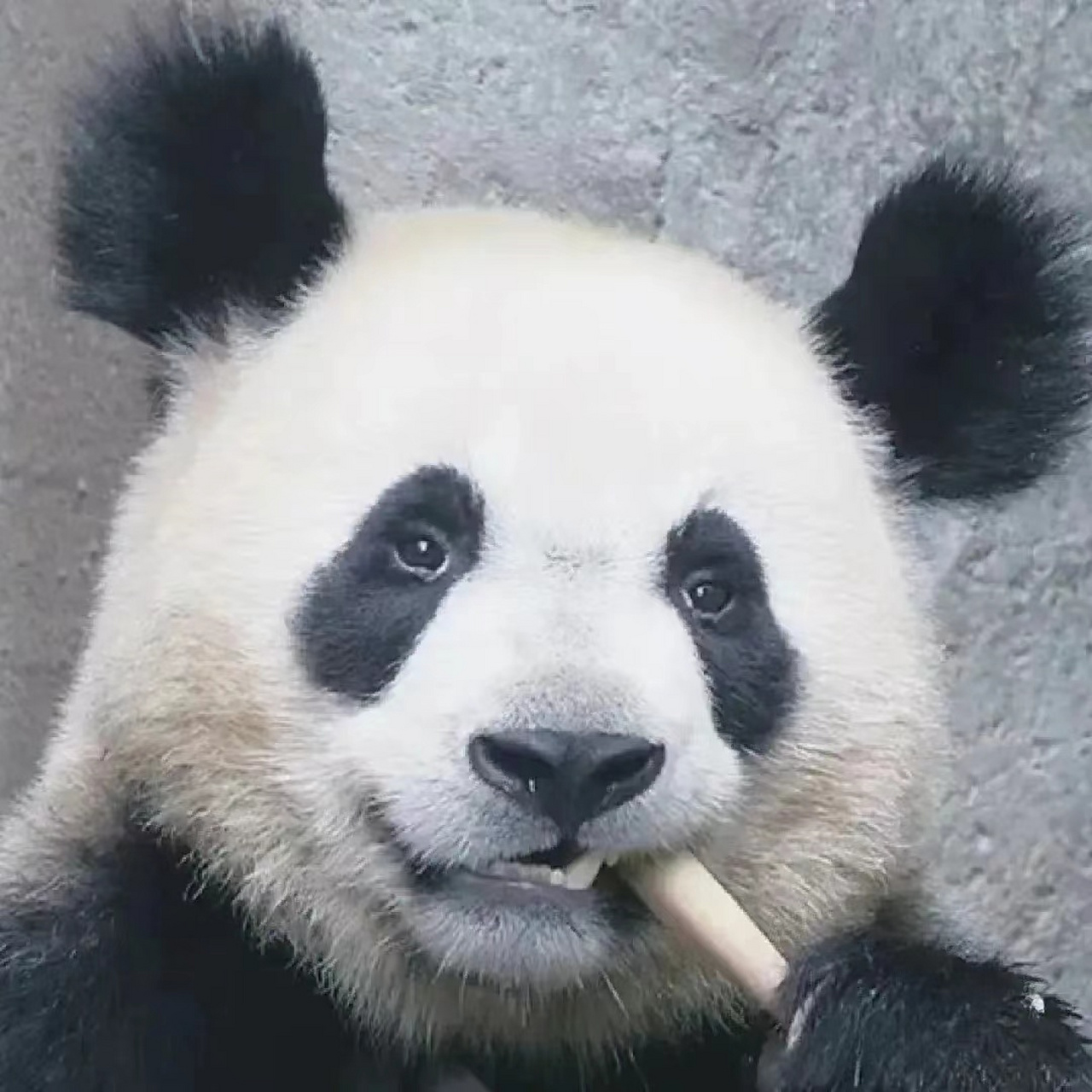 小熊友是不能抽烟的!