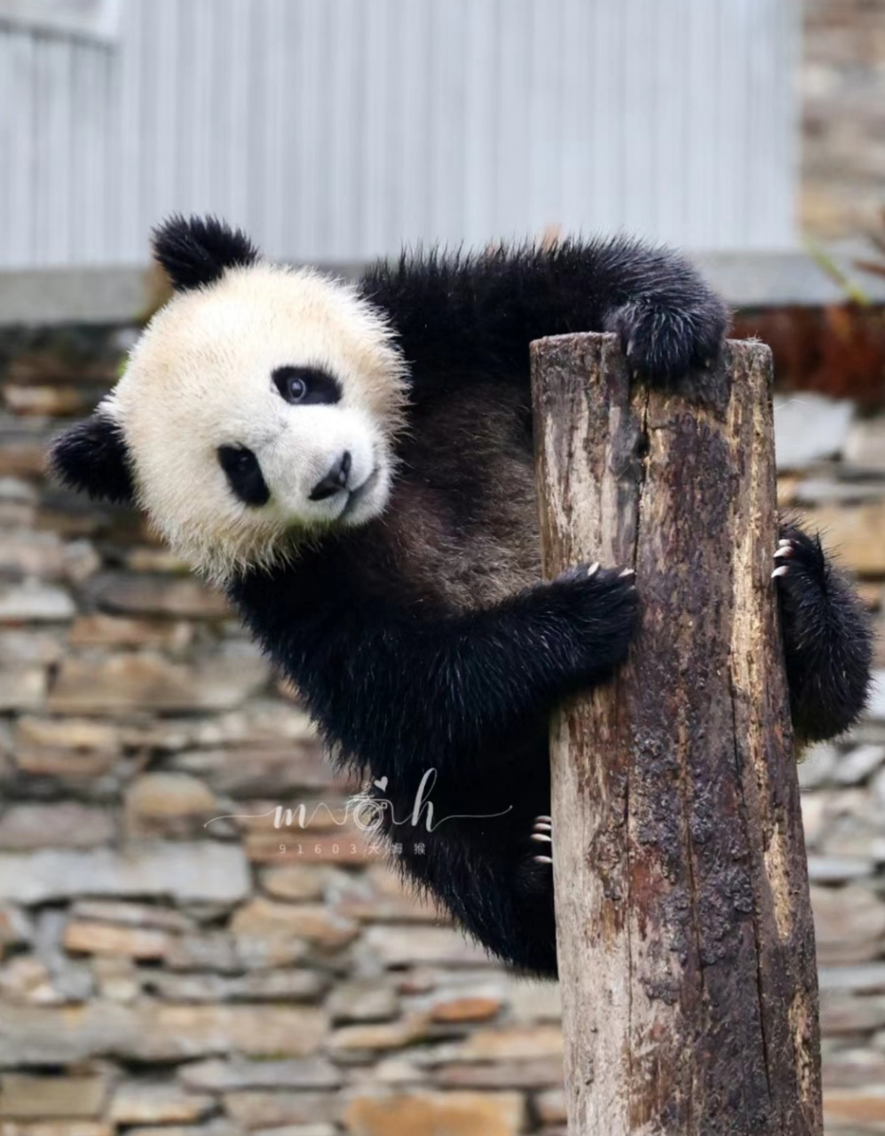 大熊猫骄阳. 活泼好动的骄阳[嘻嘻]
