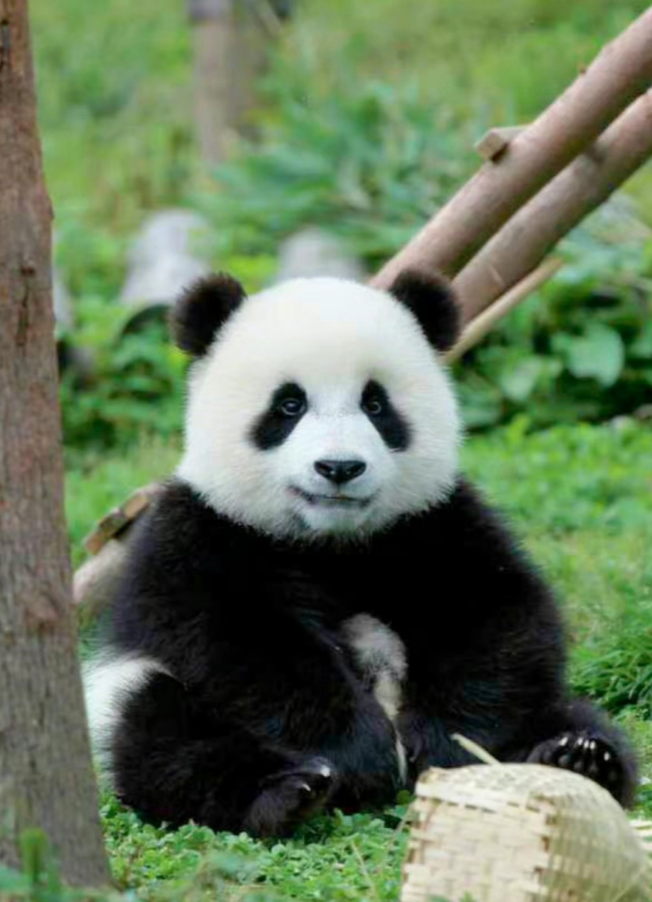 颜王皓月一个熊安安静静的坐着,美男子独有的气质啊!