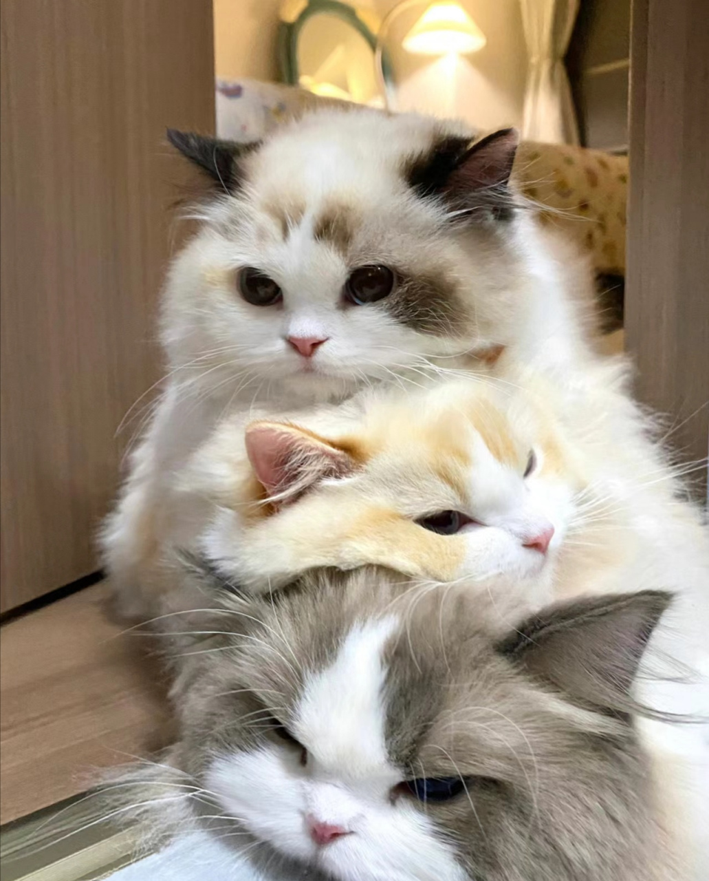 这才是最正宗的叠猫猫!