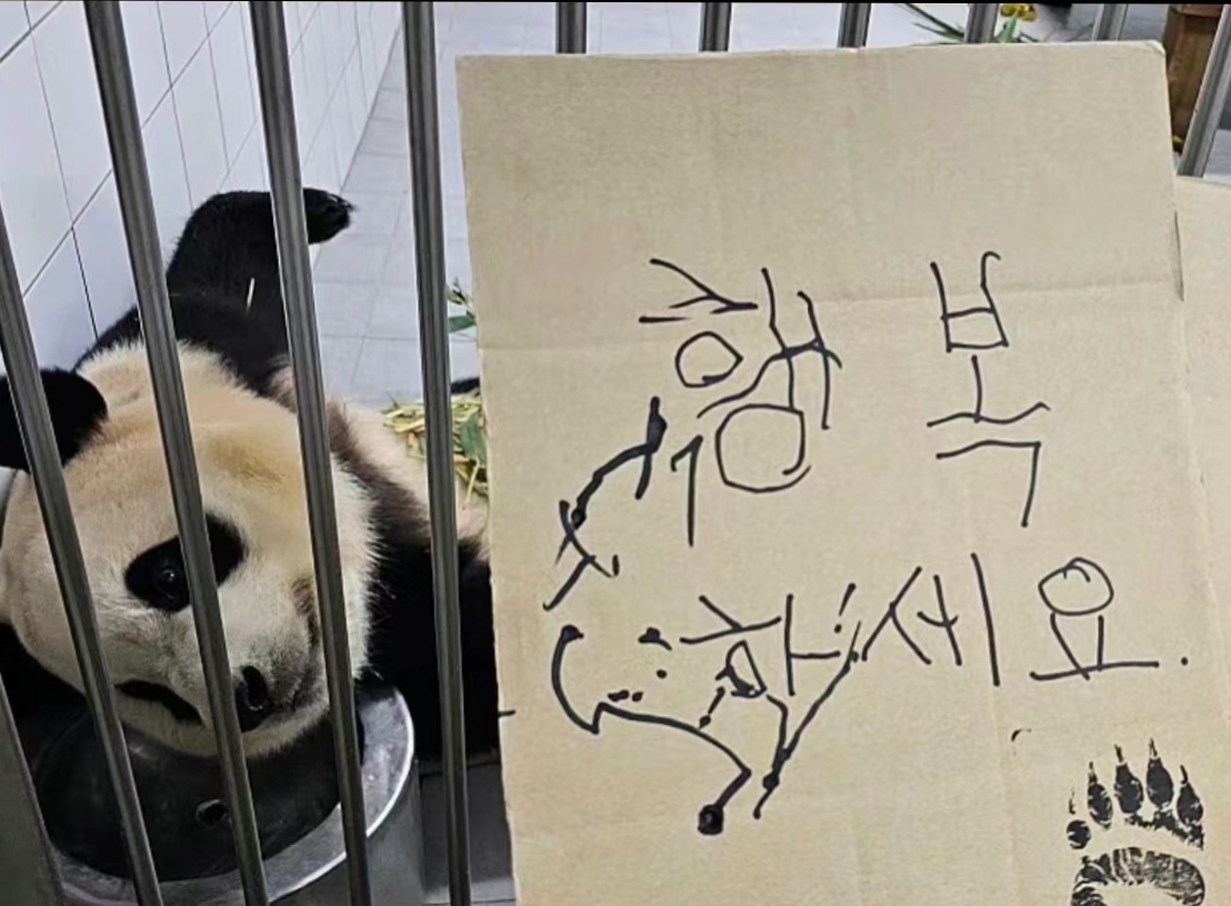 3岁了,可以读书写字了!#大熊猫# #萌宠