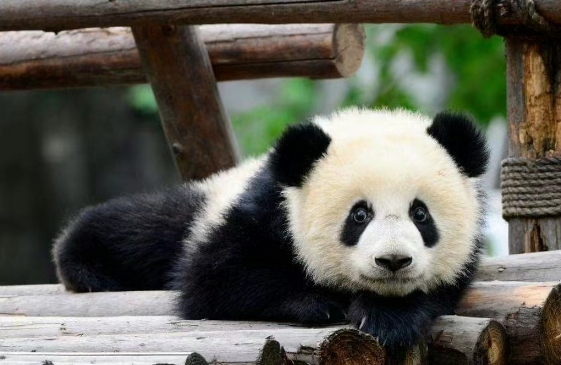 最像萌萌的儿子,萌哒哒!