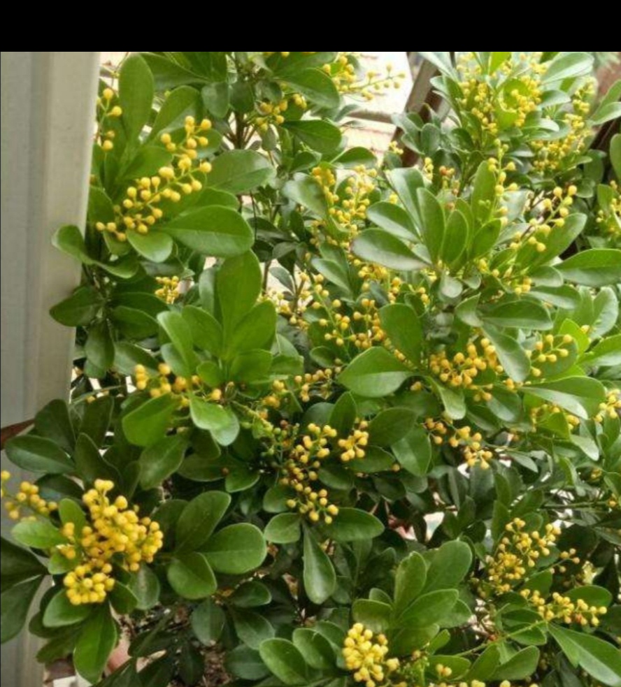 米兰花/邢熙鸣  我的米兰花,是在几年前一个悠闲的午后,于花市场偶然