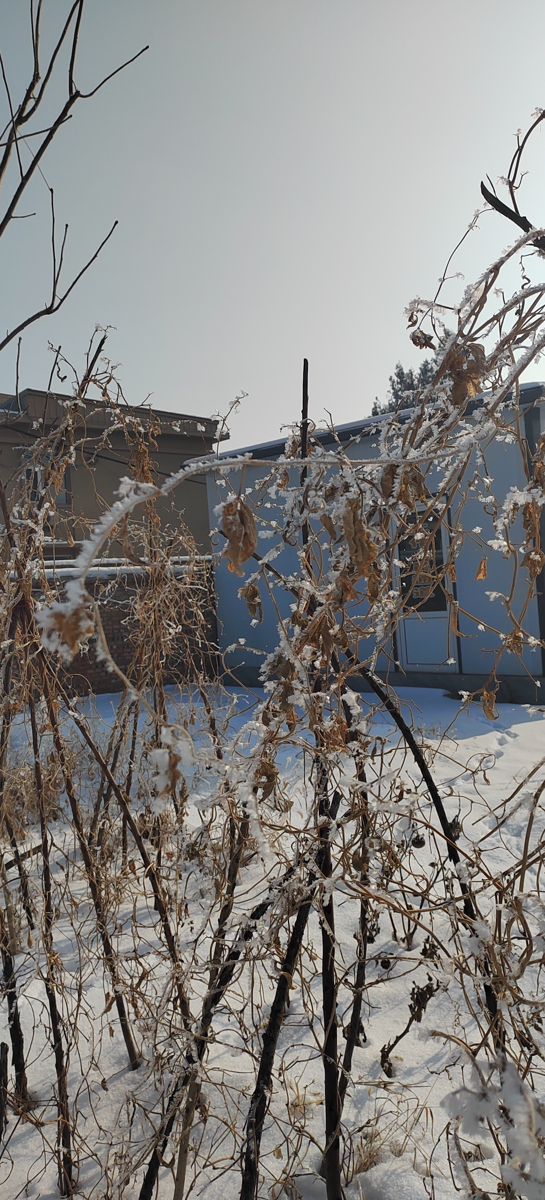 白天下雪图片真实图片