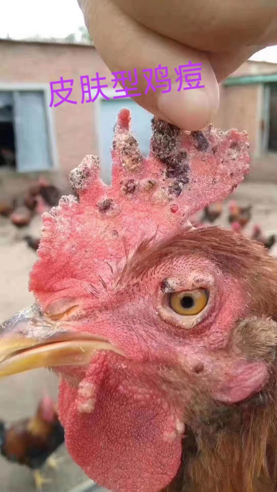 [鲜花]又到了鸡痘的高发季,鸡痘分为皮肤型鸡痘,眼型鸡痘,黏膜型鸡痘.