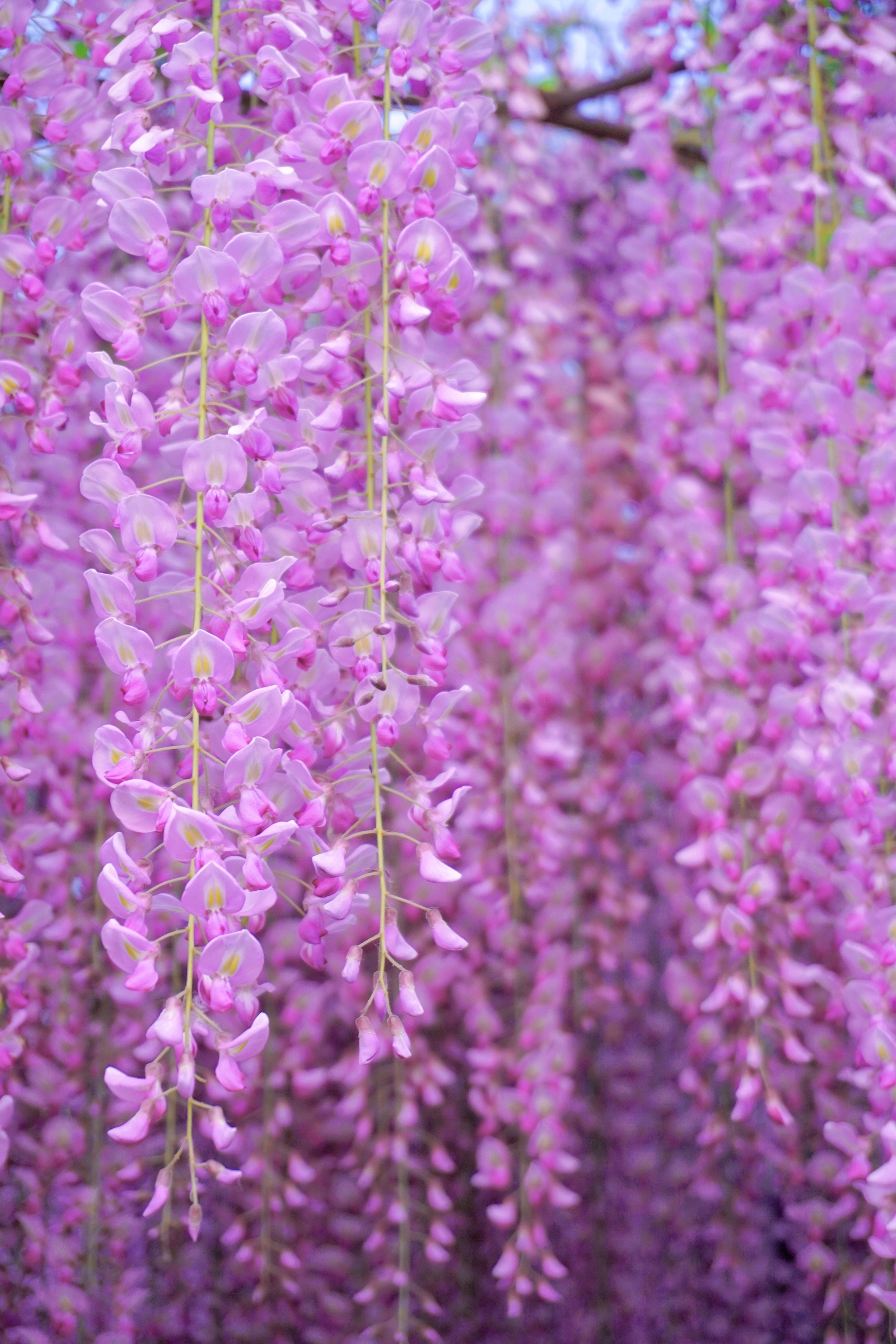 图片高清紫藤花开唯美梦幻图片高清玉渊潭公园紫藤紫藤萝图片大全大图