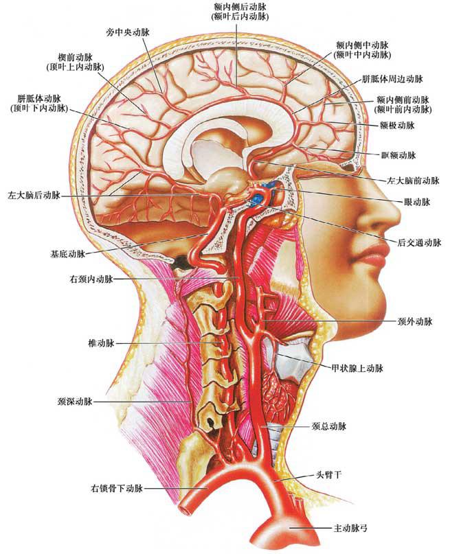 颈外动脉及其分支图图片