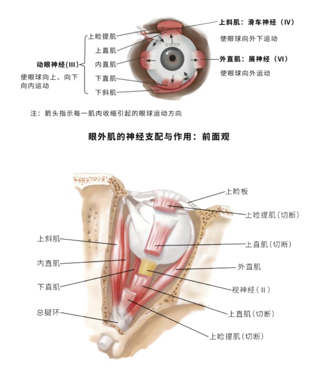 斜视就是在眼外肌做手术