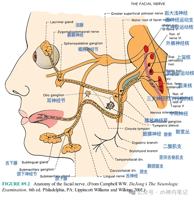 面神经的解剖