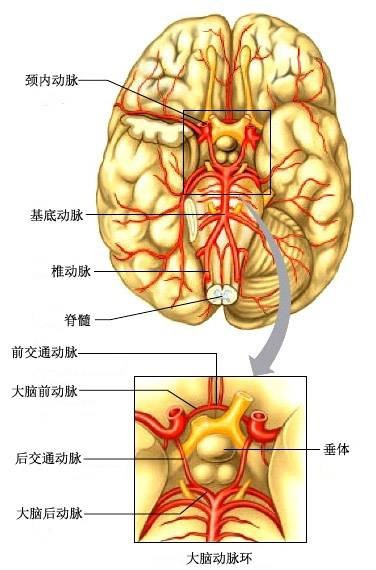 大脑前后动脉分段图解图片