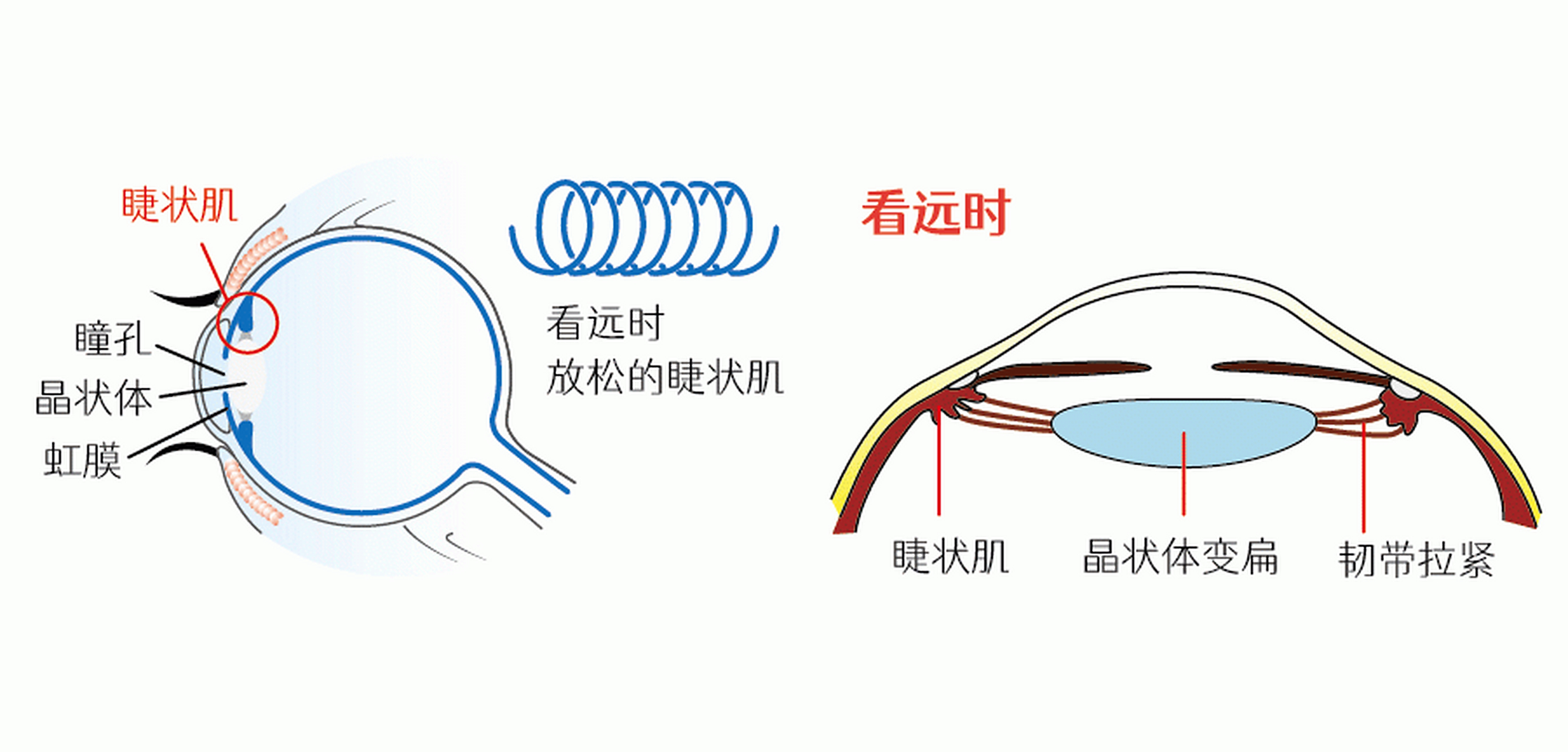 晶状体就好像弹簧一样,能把把眼前不同距离的物体就都能清晰