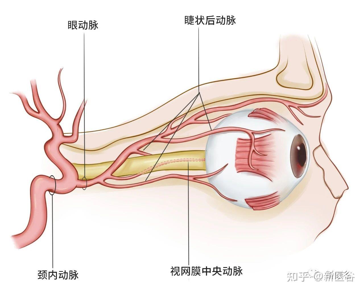 额极动脉图片