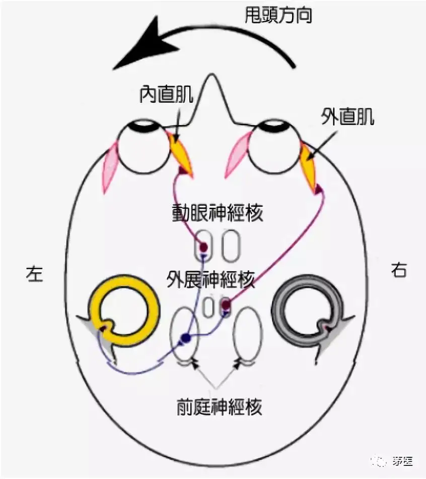 复视看东西的样子图片图片