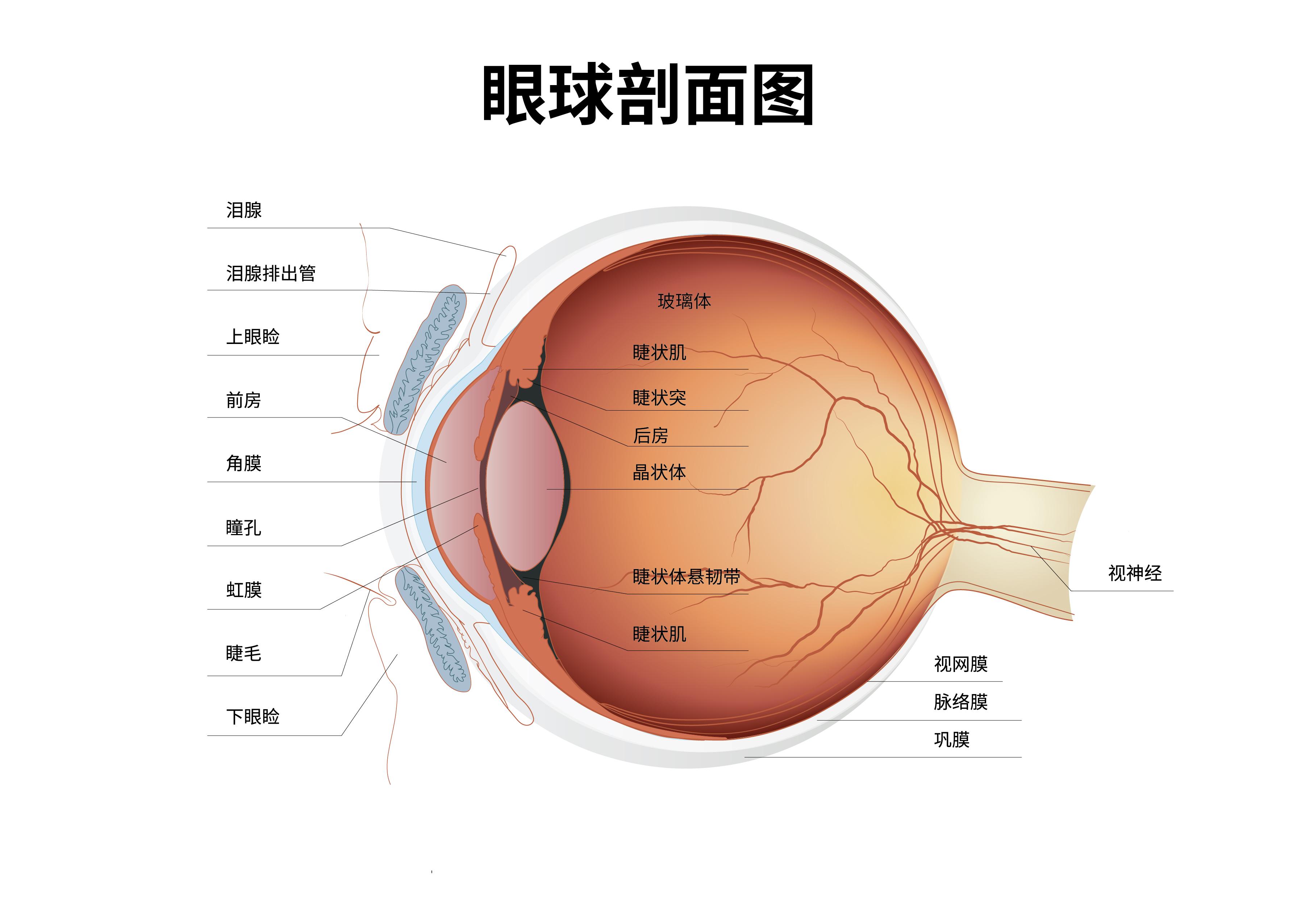 00d,可能由于睫状体水肿,调节痉挛,晶状体悬韧带断裂