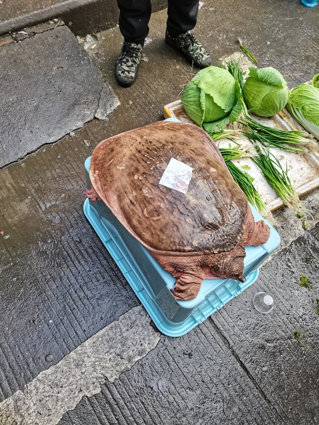 几百年龄甲鱼