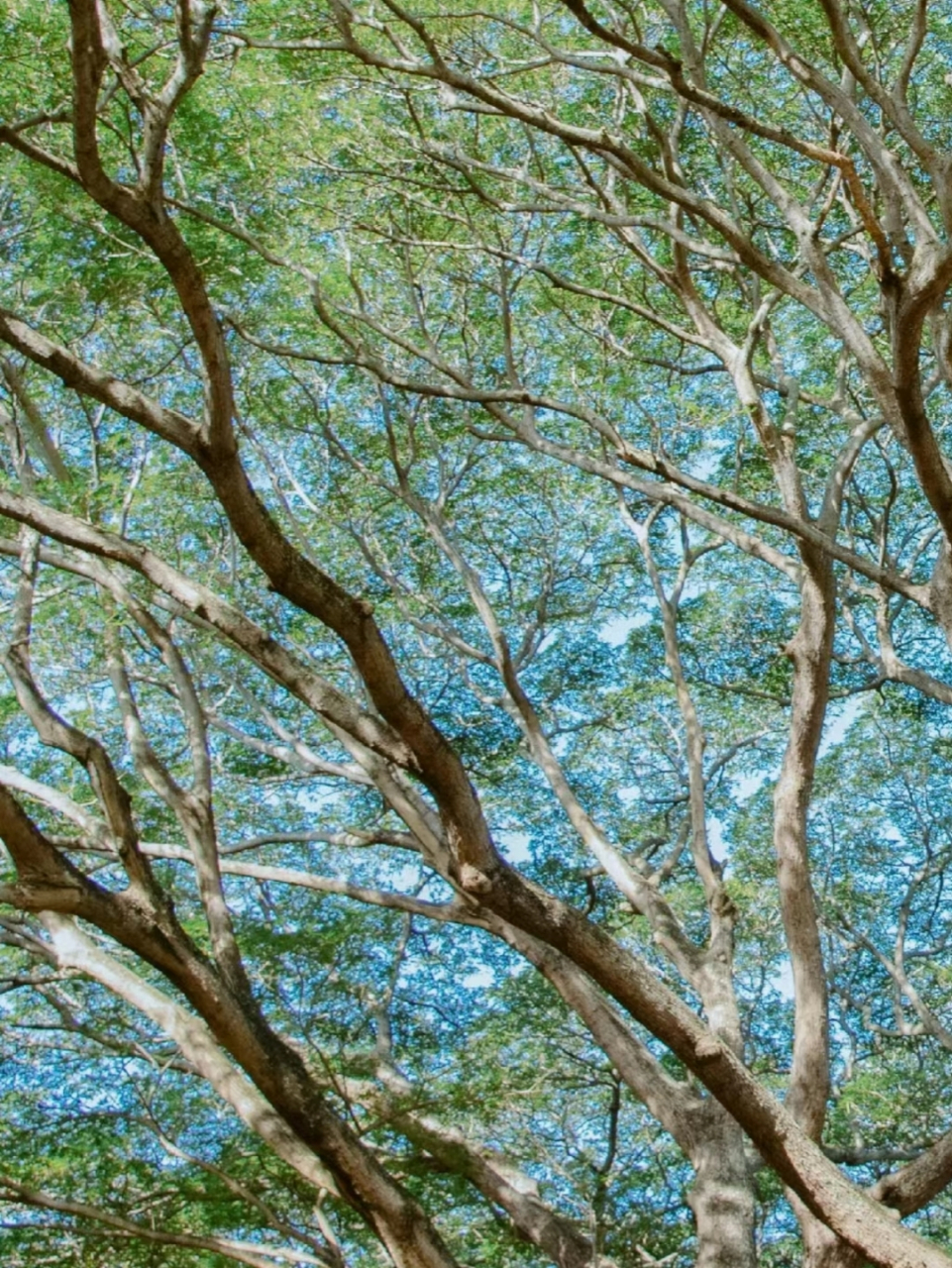 今天在公园散步,偶然发现一棵参天大树,它的树根深扎土壤,树干笔直