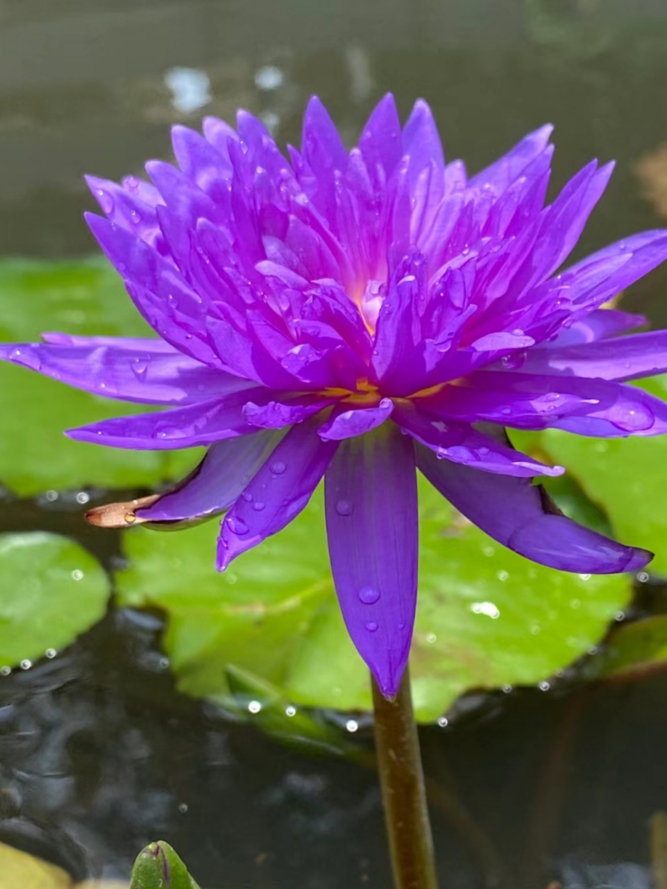 紫色睡莲!