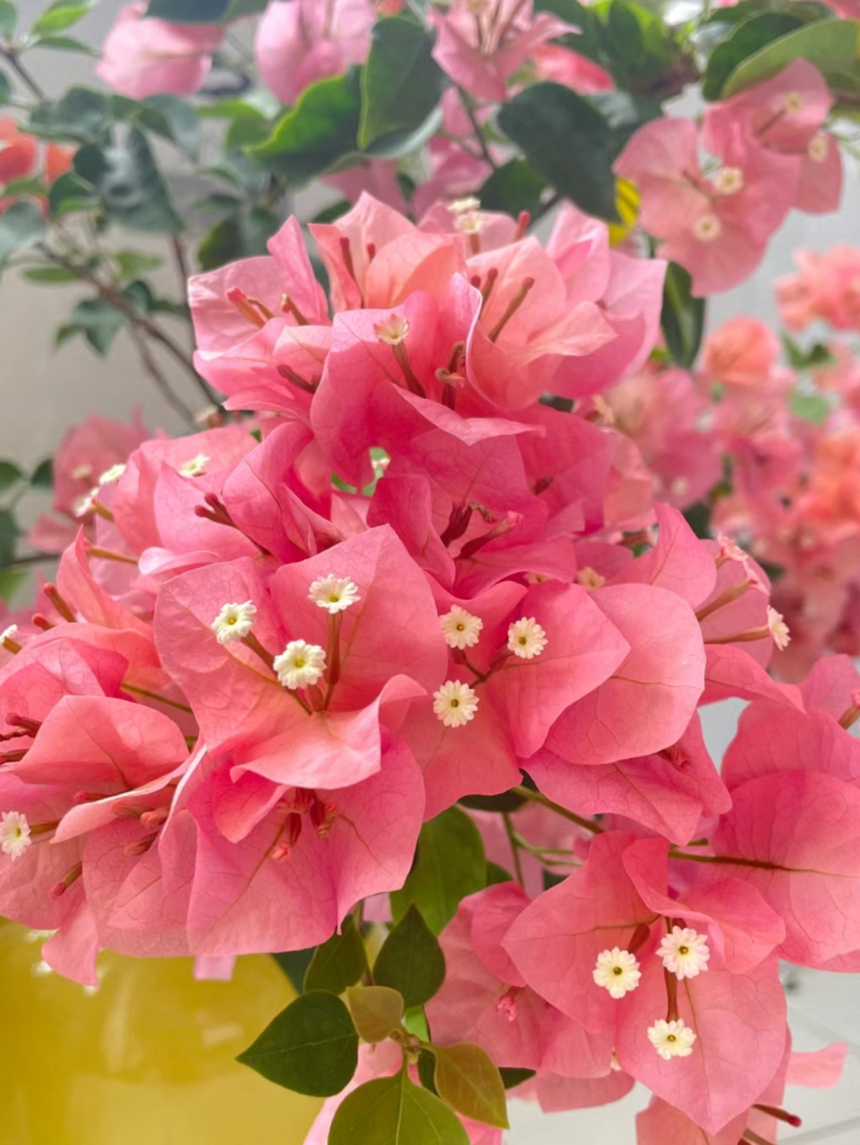 粉色三角梅,瞬间被它的美丽所吸引,仿佛置身于浪漫的童话世界中.