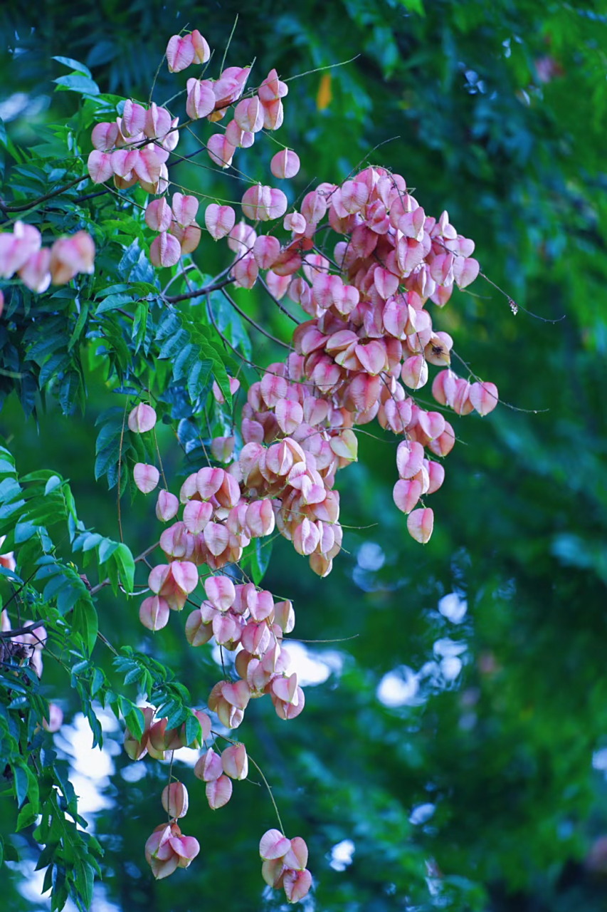 秋天怎么可以少的了栾树?