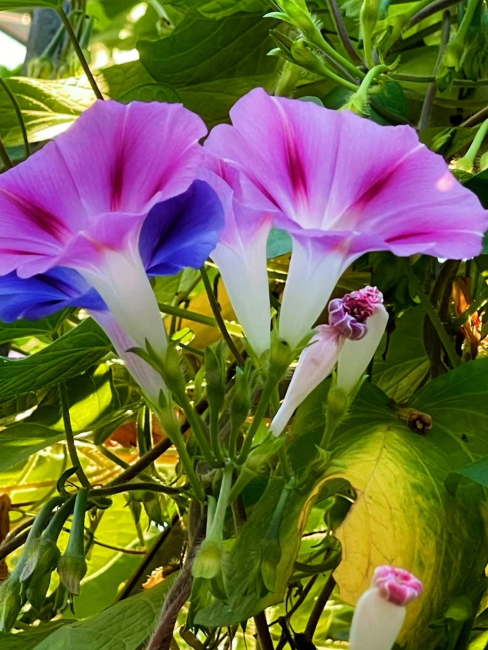 秋天的牵牛花!