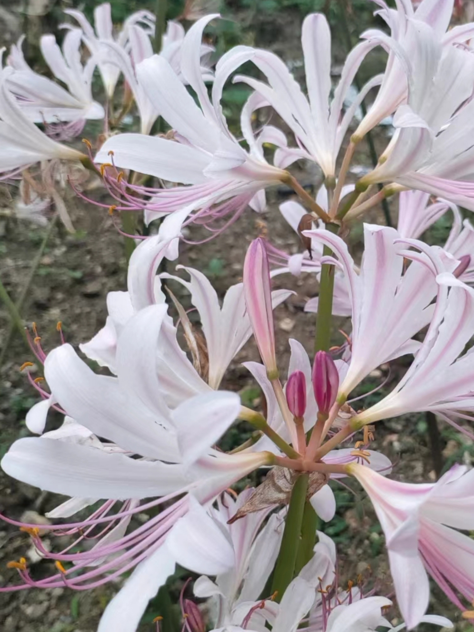 白色香石蒜,香味特别好闻!