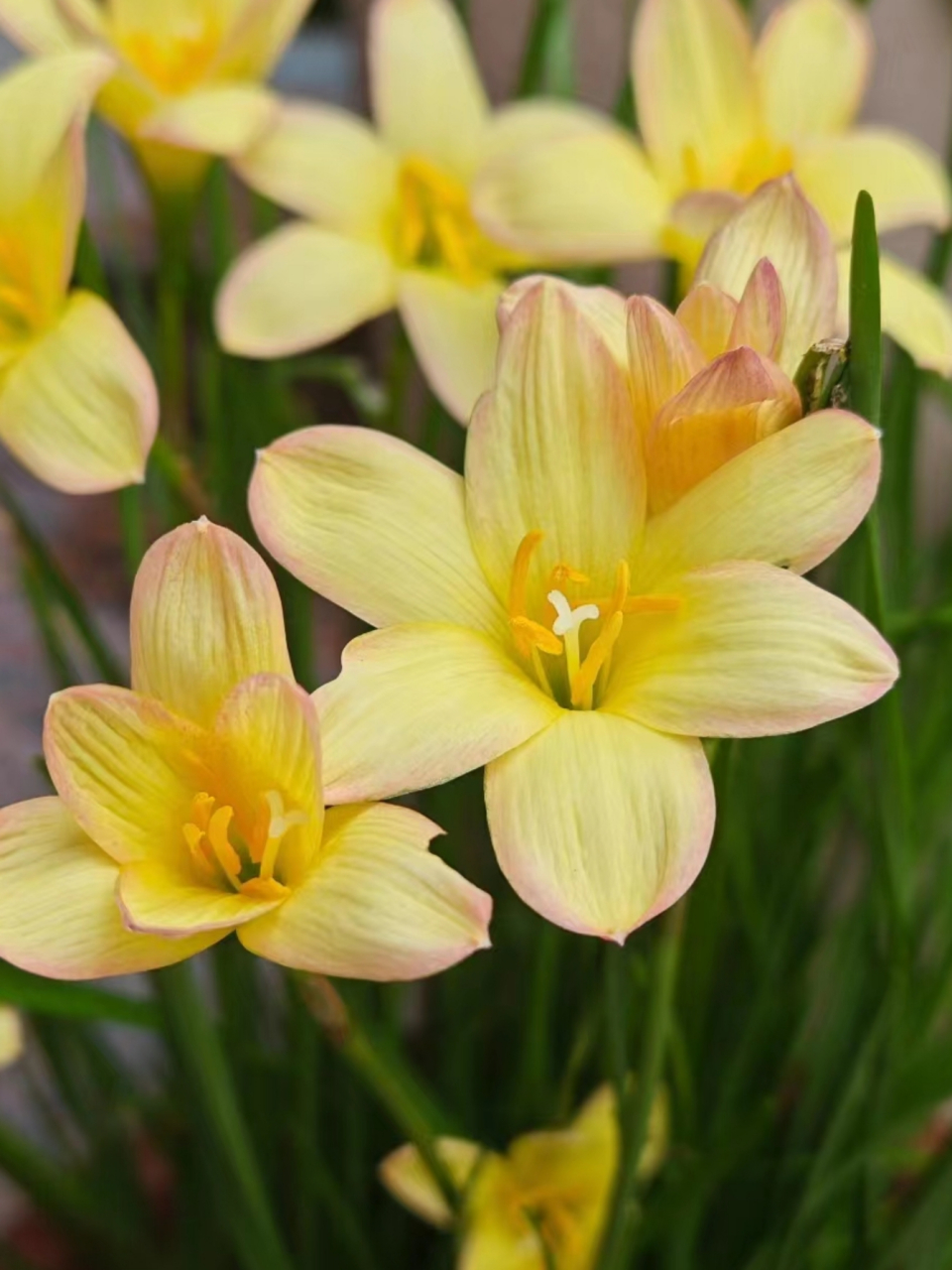 黄色重瓣风雨兰!