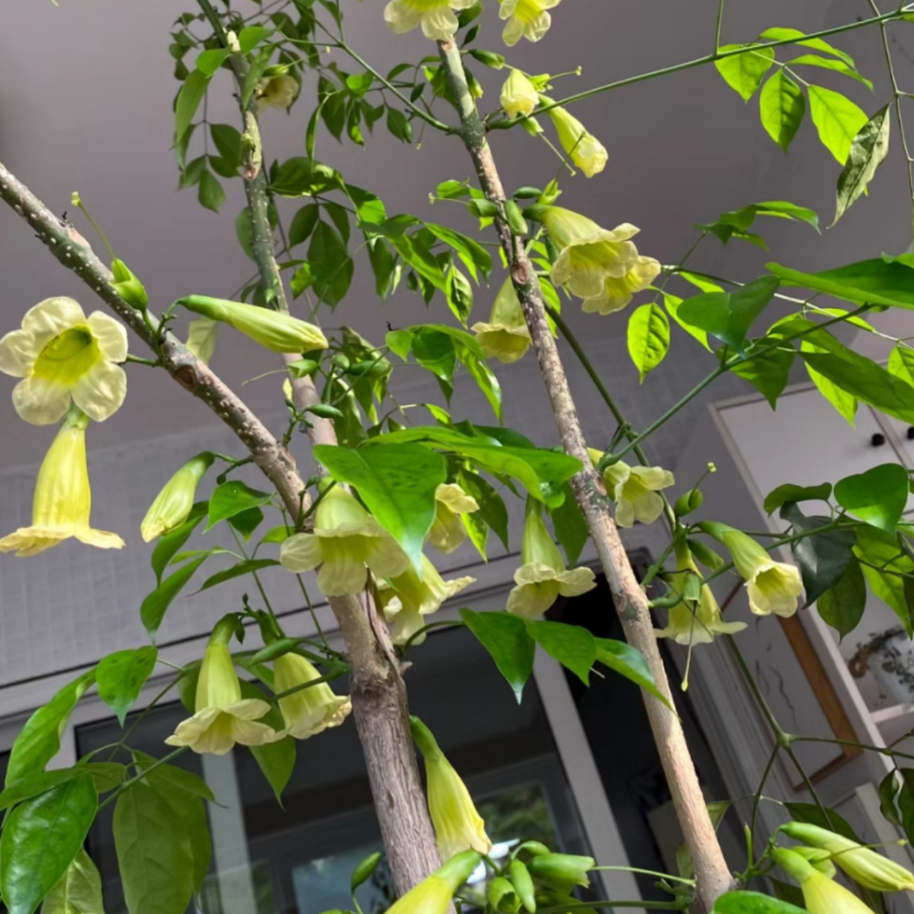 幸福树开花了,淡淡的绿,点点的白,如我此刻的心情,宁静中带着甜蜜的