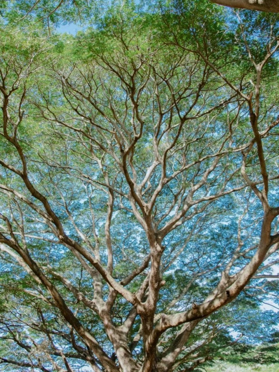 今天在公园散步,偶然发现一棵参天大树,它的树根深扎土壤,树干笔直