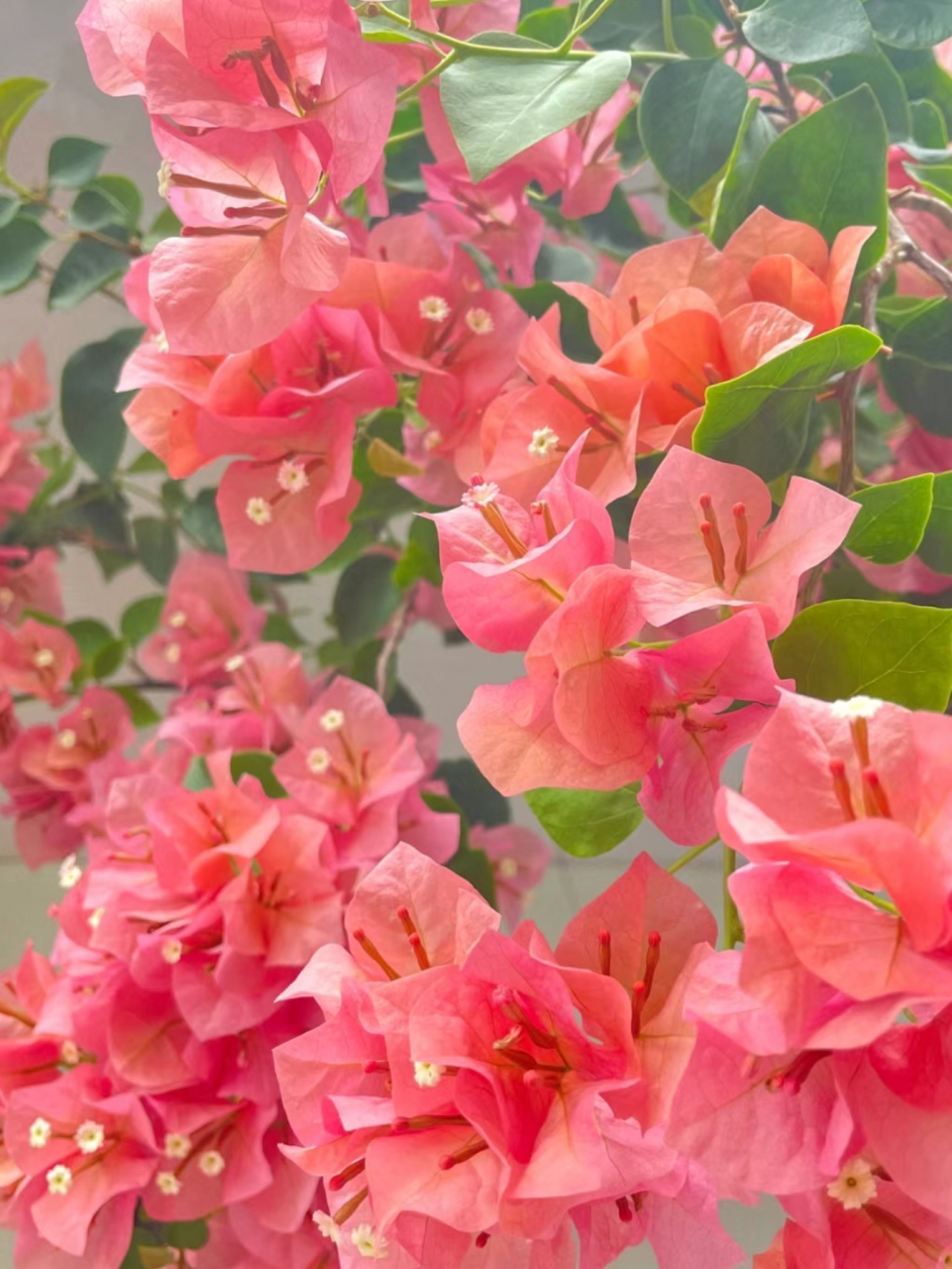 粉色三角梅,瞬间被它的美丽所吸引,仿佛置身于浪漫的童话世界中.