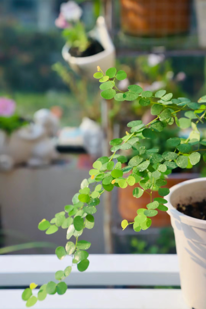 羊蹄甲,新晋网红植物!