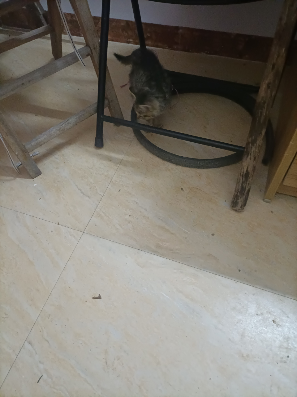 小猫咪好利害哦,开始练爪子功了.