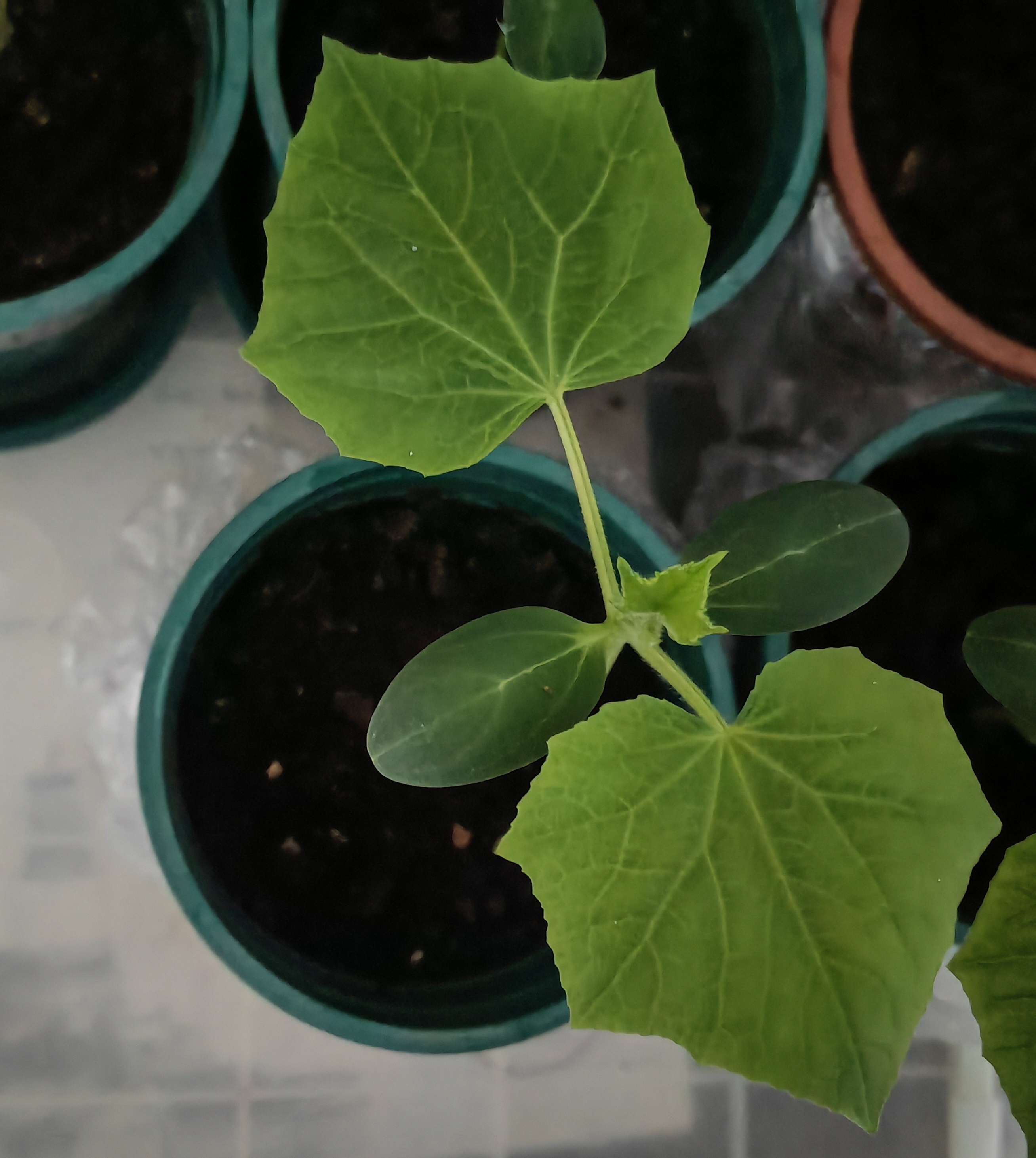 今年一共有五棵黄瓜苗,长得有高有矮,不过已经都有真叶了