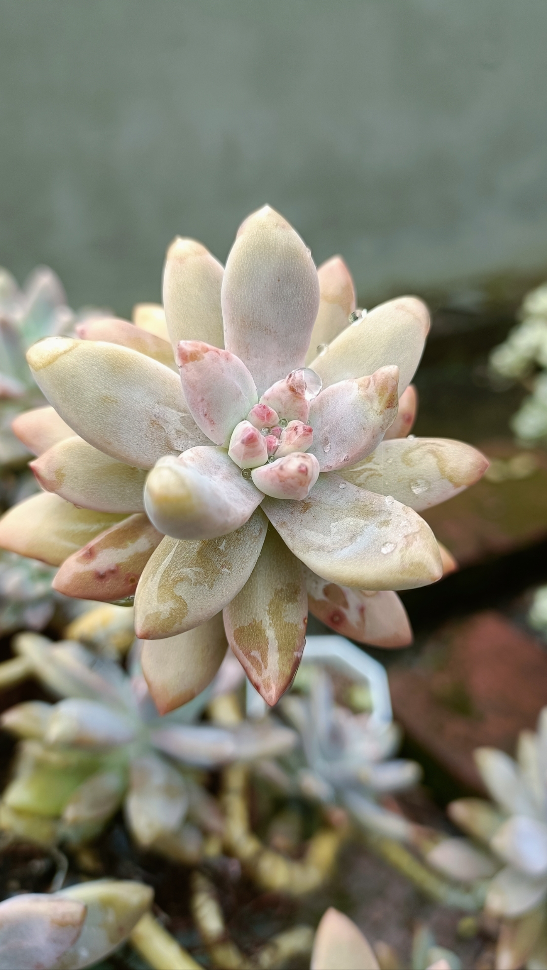 秋丽布丁长成了原始状态