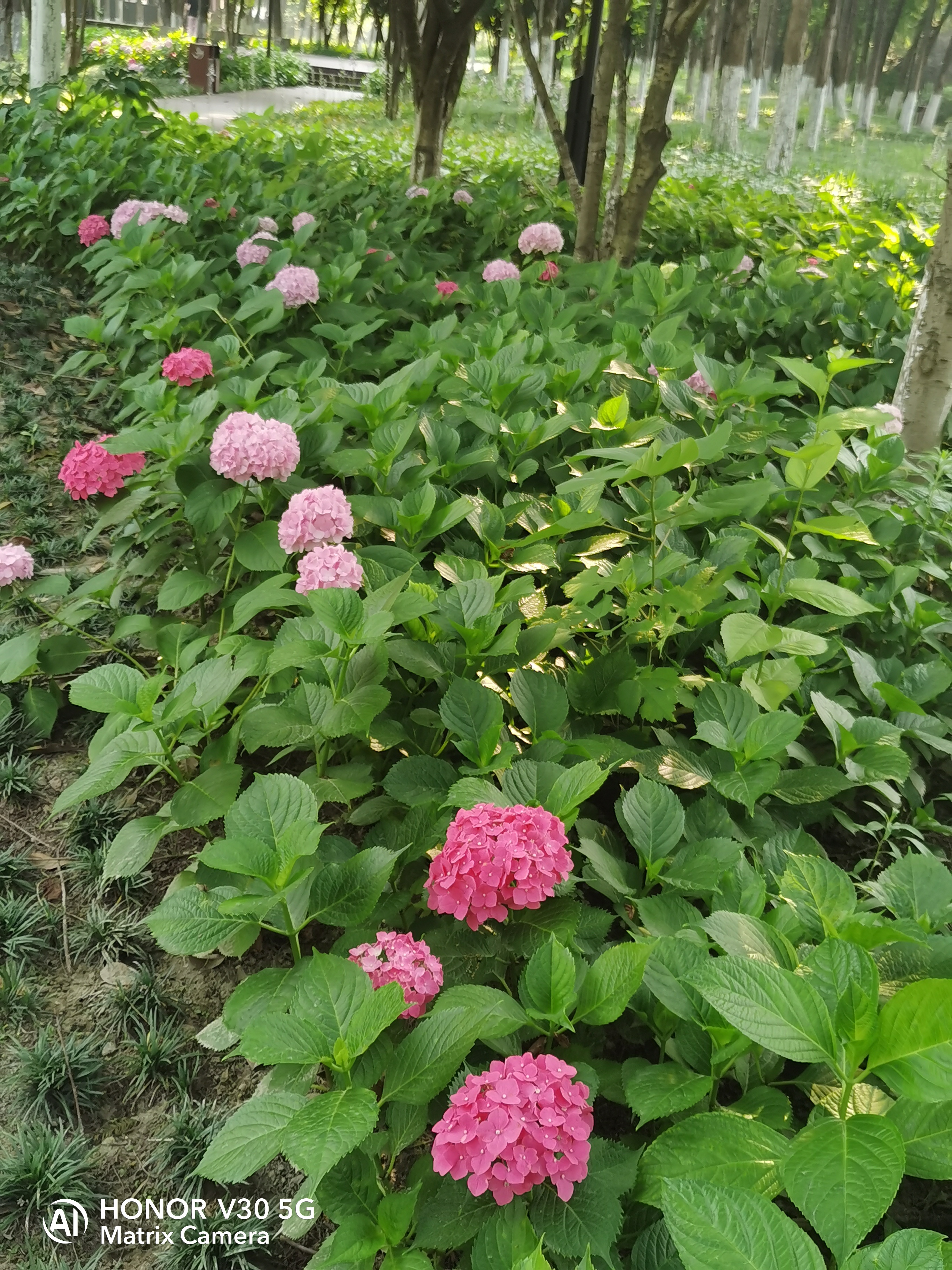 湖滨花园散步…0808