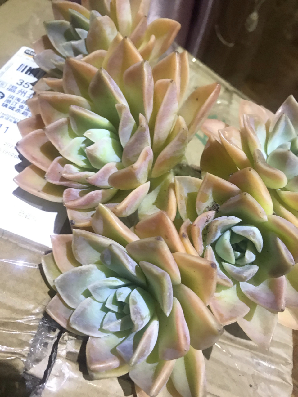 [色]哈利沃森.好美哦[大笑]