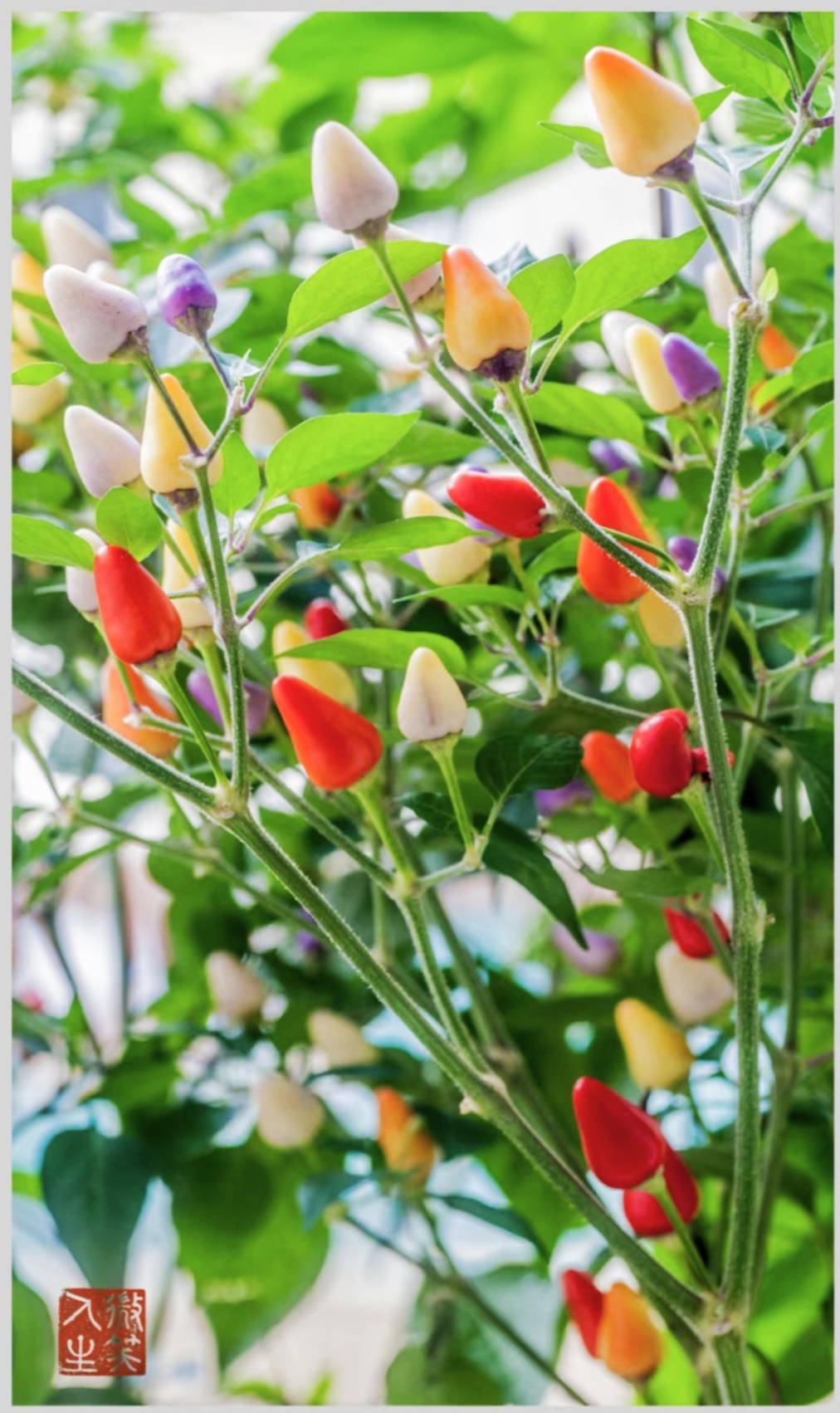 【五彩椒】 绿影半窗台,缤纷落满枝. 无须画家手,入眼尽欢怡.