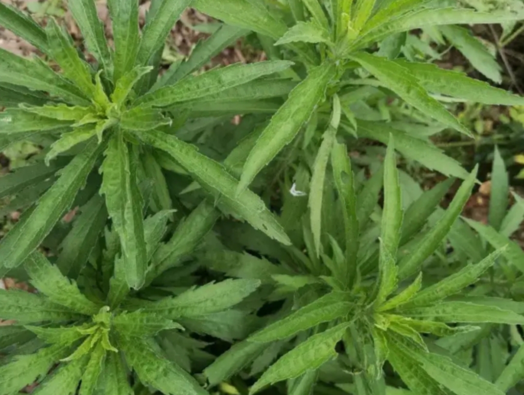 这是什么草呢?评