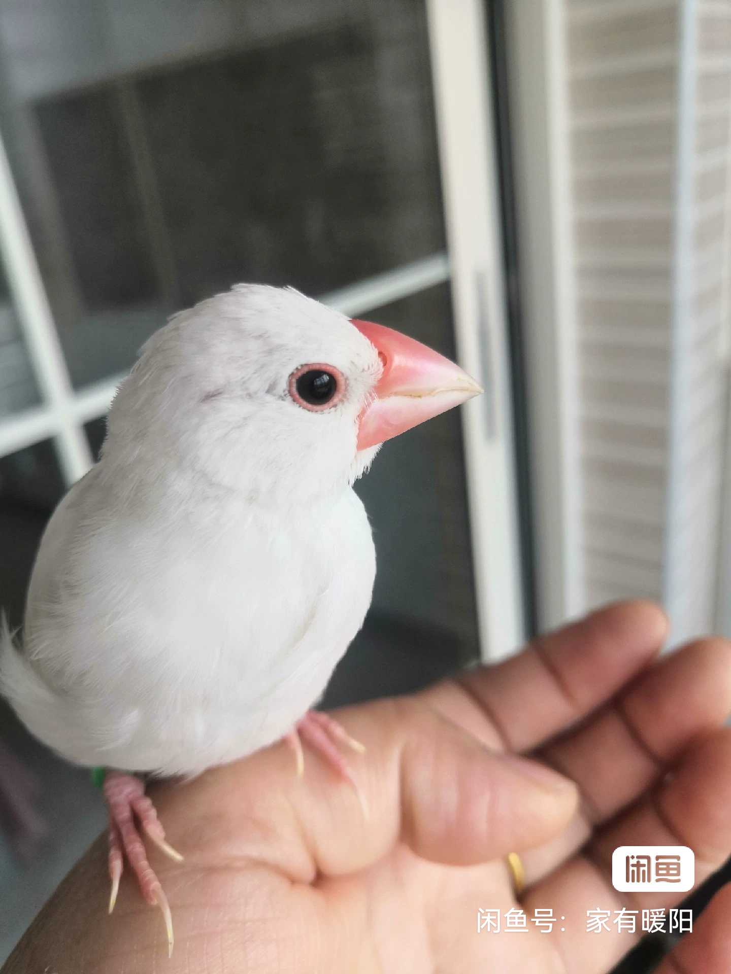 手养白文鸟长大了