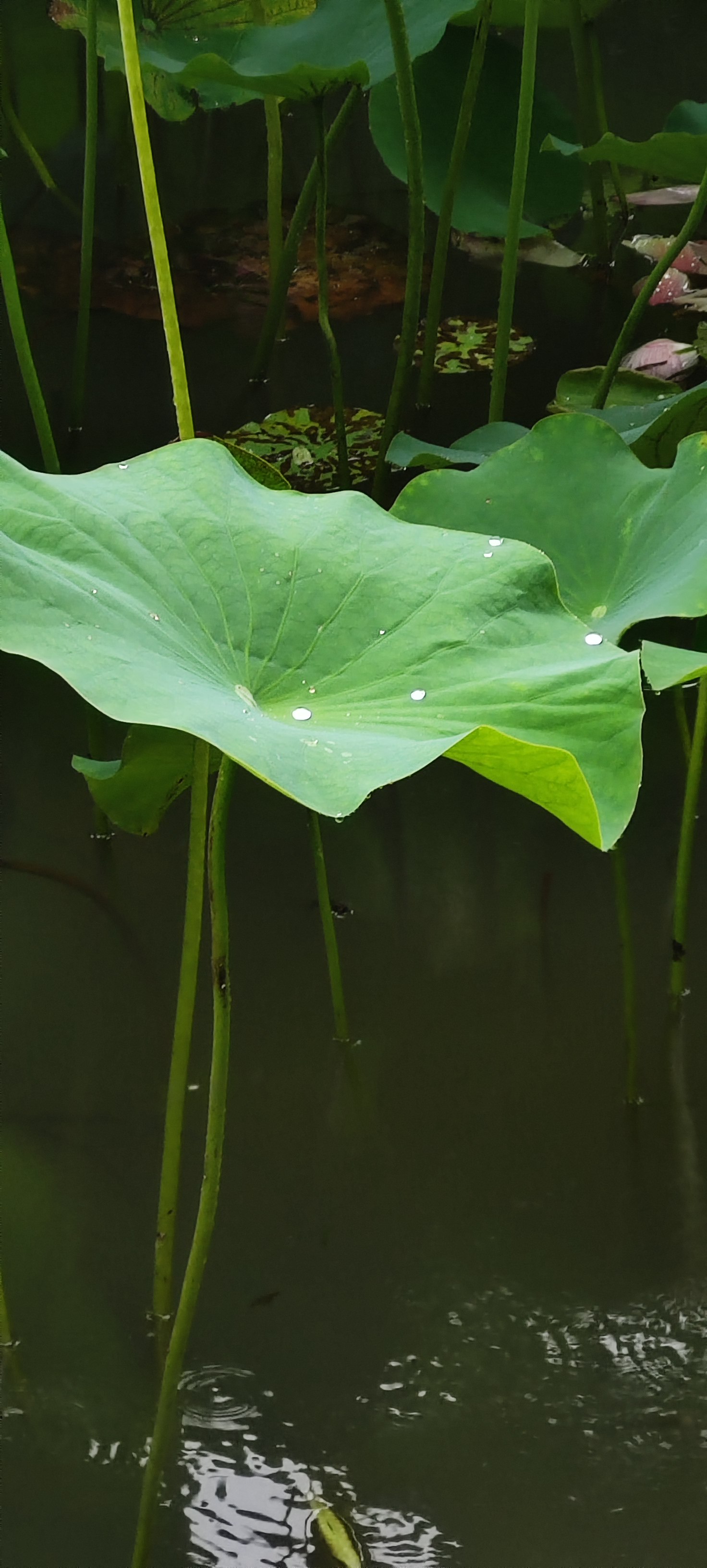夏日红人计划#《昭君怨·咏荷上雨》