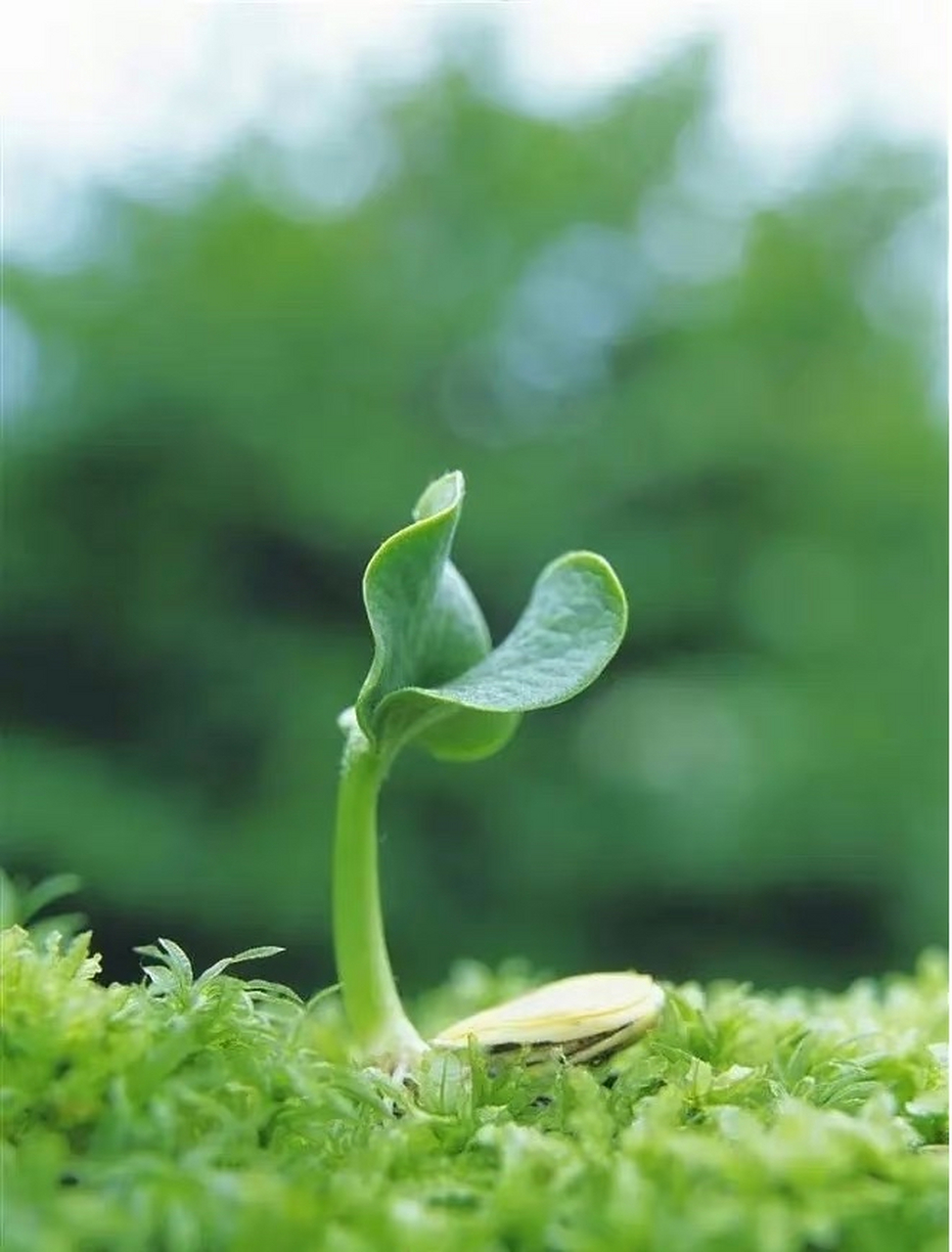 所有的种子,破土而出的时候 不会去想,遇到的是风雨 还是阳光 67