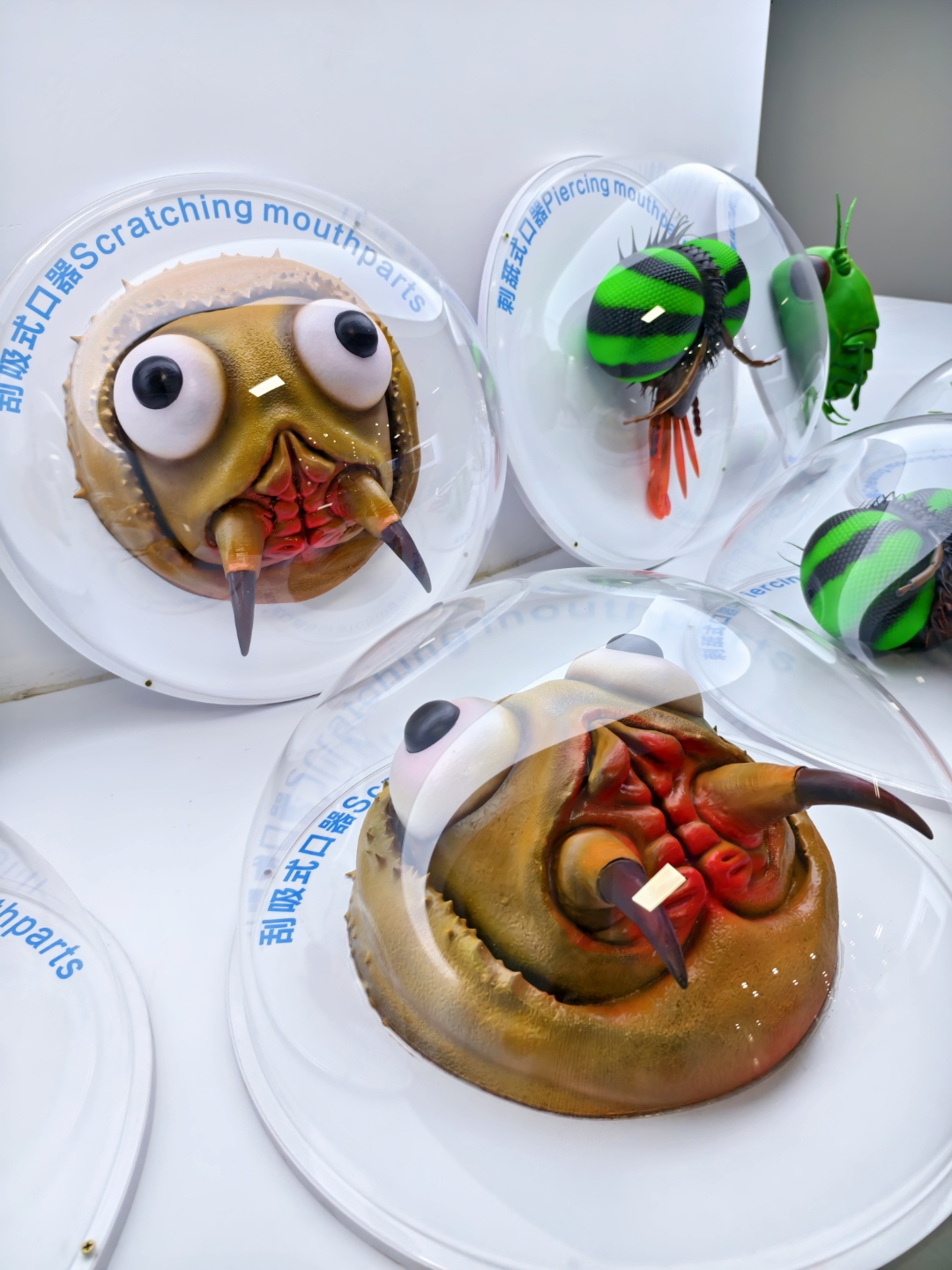 刮吸式口器 scratching mouthparts 5