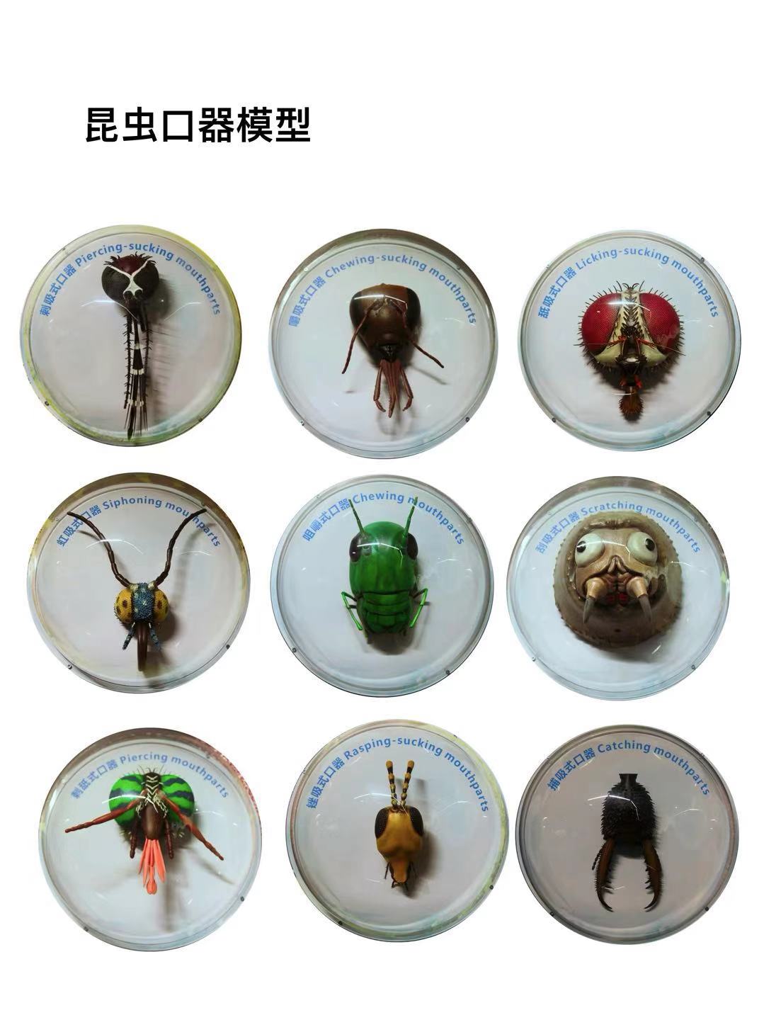 刮吸式口器 scratching mouthparts 5