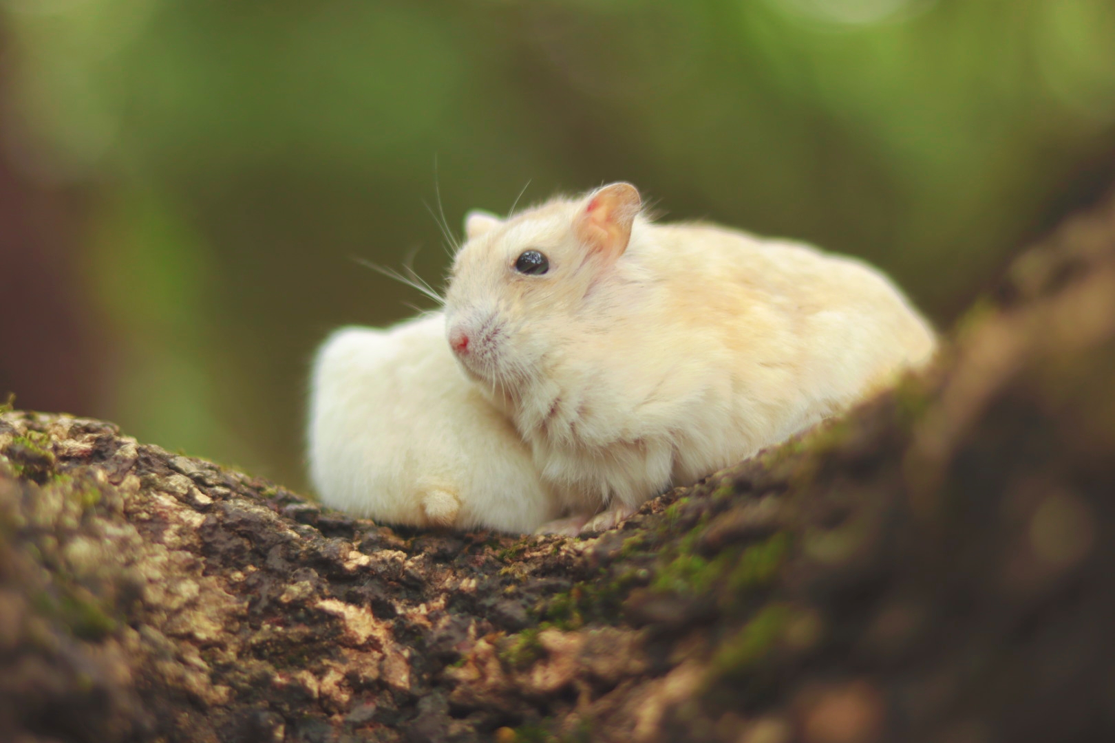 我家宠物不一样# 小可爱们萌态可掬,静谧森林中的小伙伴.