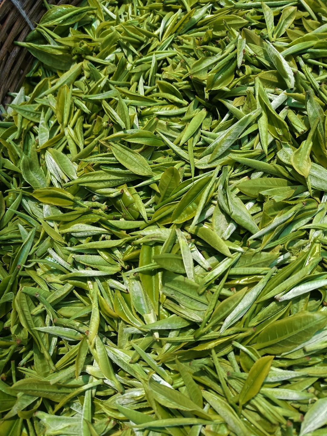 这款茶叶是纯手工制作的,又香又好.品质也是上等的,纯手工制作