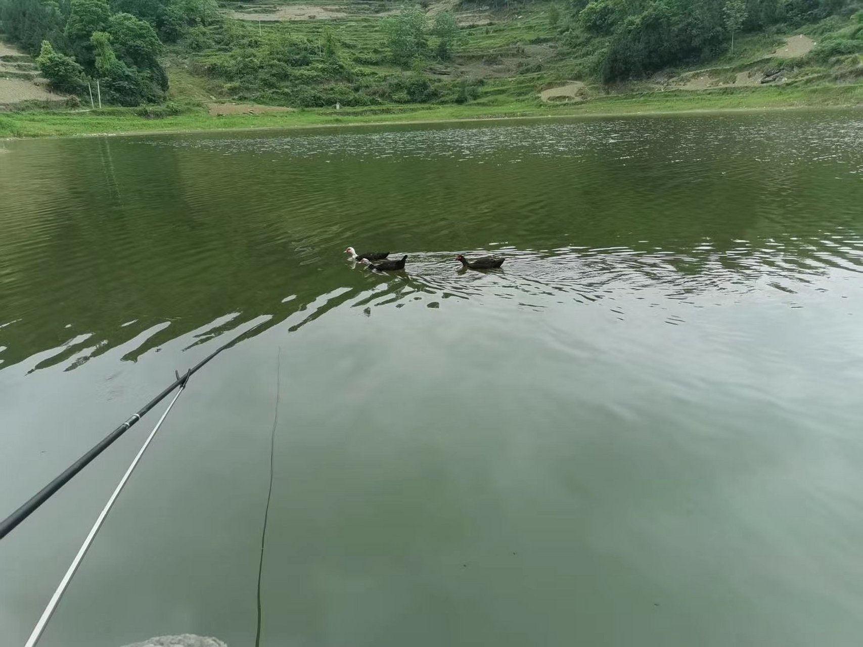 七尺青竿一丈絲,菰浦葉裡逐風吹. 幾回舉手拋芳餌,驚起沙灘水鴨兒.