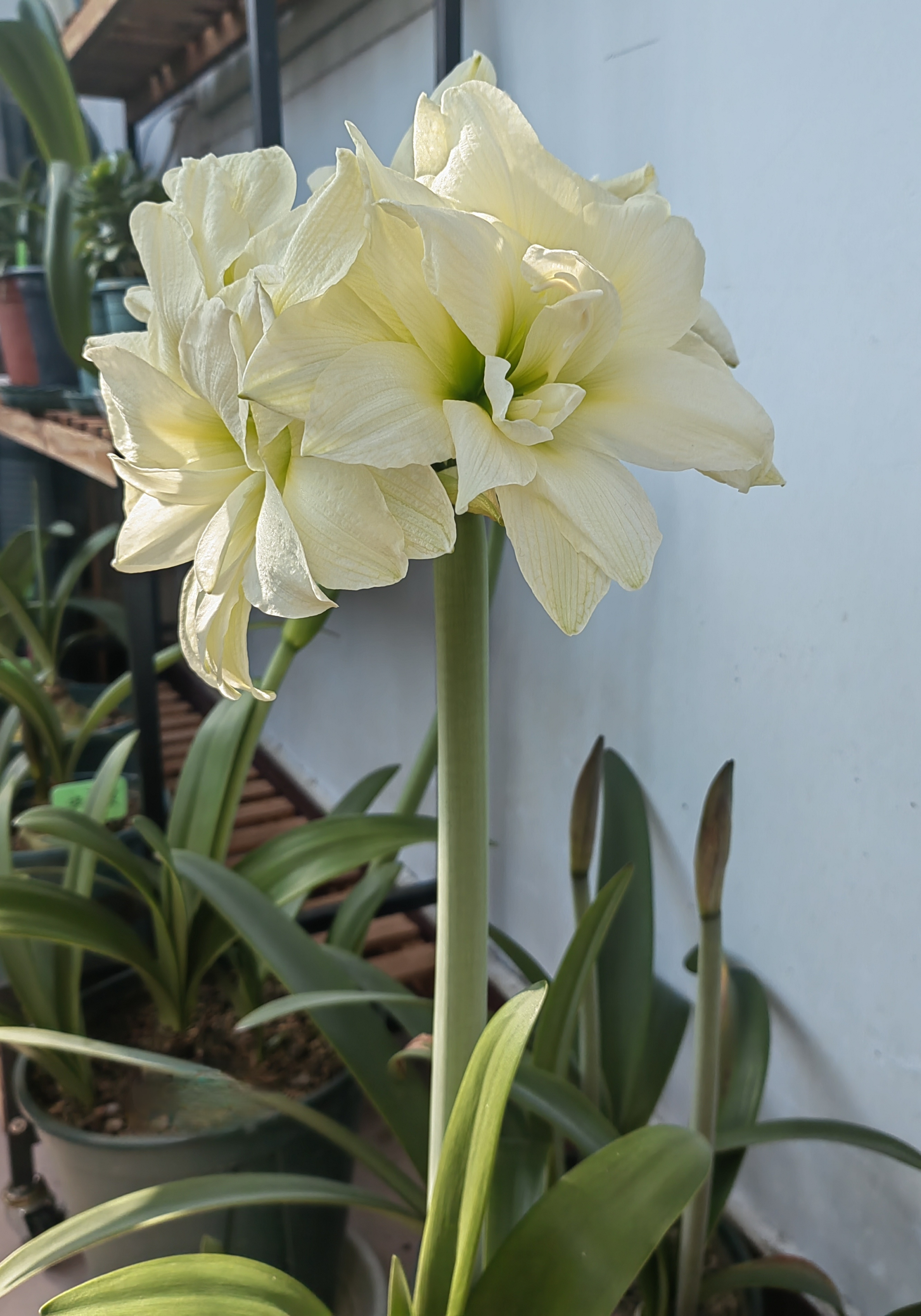 阿弗雷,朱顶红里的顶流.