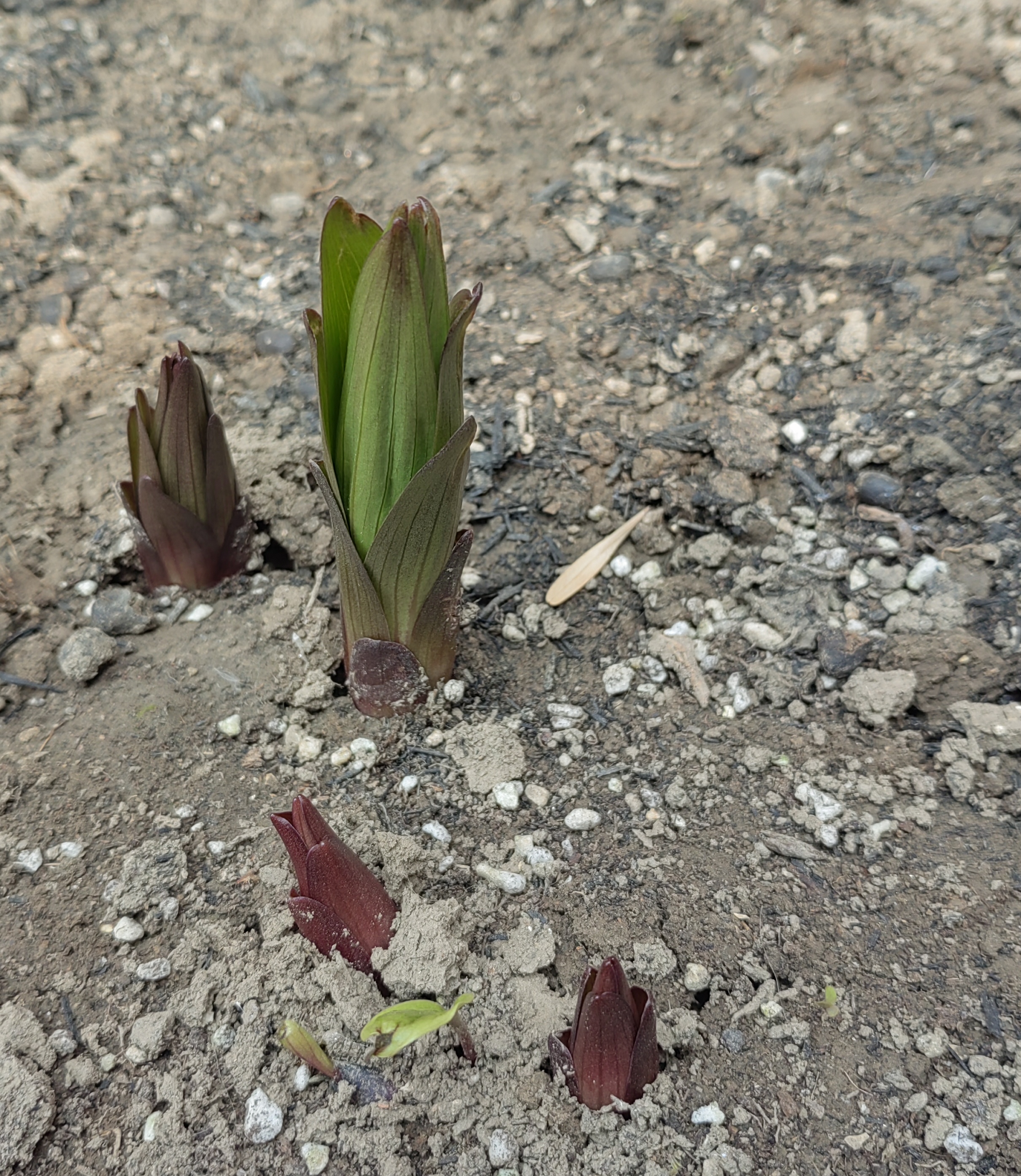 去年地栽的百合花冒芽了.
